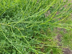 Cytisus scoparius
