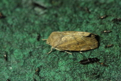 Cosmia affinis