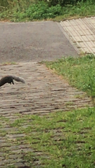 Sciurus carolinensis