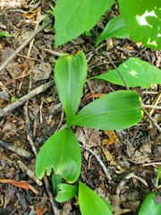 Clintonia borealis