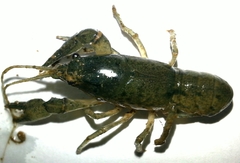 Cambarus striatus