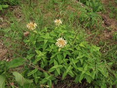 Monarda stipitatoglandulosa