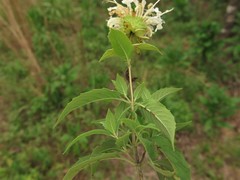 Monarda stipitatoglandulosa
