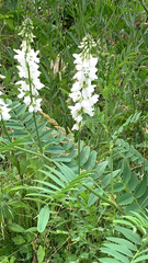 Galega officinalis