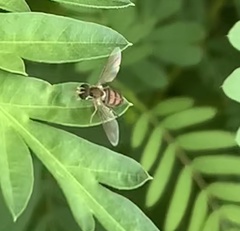 Toxomerus marginatus