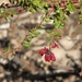 Grevillea oldei - Photo (c) Melburnian, algunos derechos reservados (CC BY)