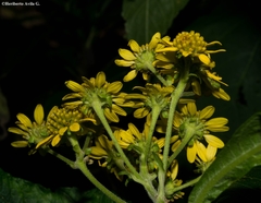 Verbesina cymbipalea