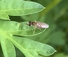 Toxomerus marginatus