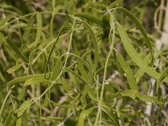 Salvadora oleoides