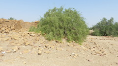 Salvadora oleoides