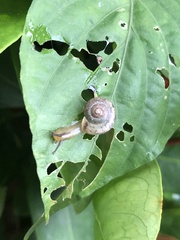 Bradybaena similaris