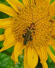 Oedemera nobilis