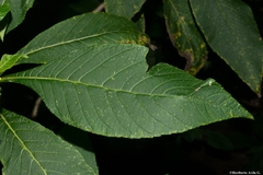 Verbesina cymbipalea