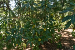 Verbesina cymbipalea