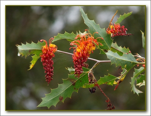 Death Adder Gorge grevillea (Grevillea aurea)