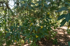 Verbesina cymbipalea