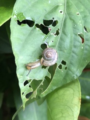 Bradybaena similaris