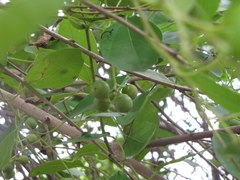 Cordia dichotoma