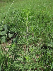 Teucrium orientale