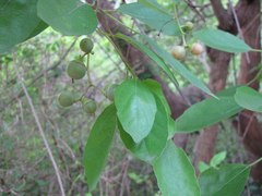 Cordia dichotoma