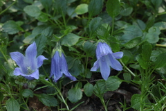 Campanula chamissonis