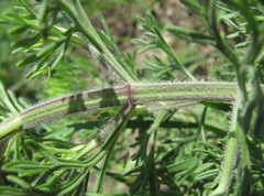Teucrium orientale
