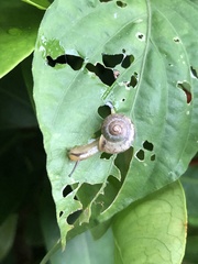 Bradybaena similaris