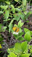 Lycaena edna
