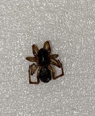 Steatoda castanea