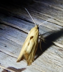 Epermenia imperialella