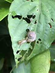 Bradybaena similaris