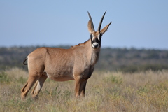 Hippotragus equinus equinus