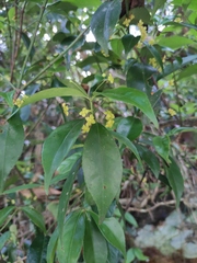 Euonymus centidens