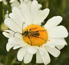 Lepturobosca