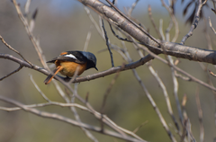 Phoenicurus auroreus