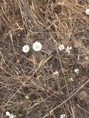 Hemizonia congesta luzulifolia