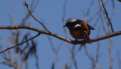 Phoenicurus auroreus
