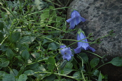 Campanula chamissonis