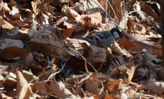 Parus minor