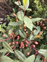 Frangula californica californica