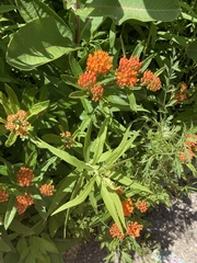 Asclepias tuberosa