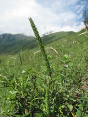 Phleum montanum