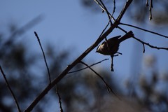 Poecile palustris