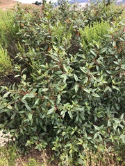 Frangula californica californica