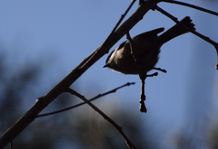 Poecile palustris
