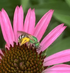 Agapostemon virescens