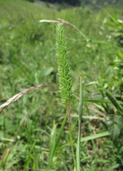 Phleum montanum