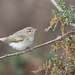 Eastern Bonelli's Warbler - Photo (c) Johanna Beam, some rights reserved (CC BY-NC), uploaded by Johanna Beam