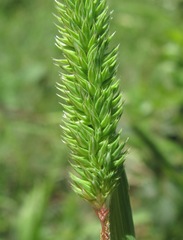 Phleum montanum