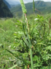 Phleum montanum